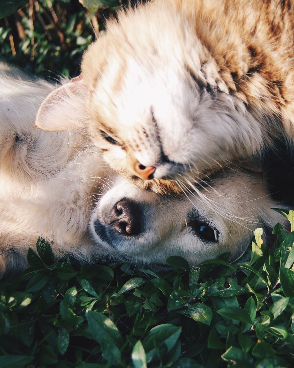 A tabby cat resting its head on a golden puppy in the grass