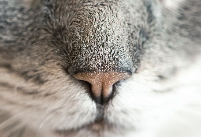 A close-up of a tabby cat’s pink nose