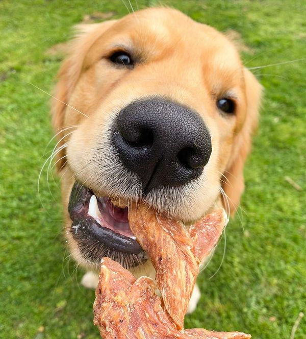 A golden retriever taking a piece of natural chicken breast jerky