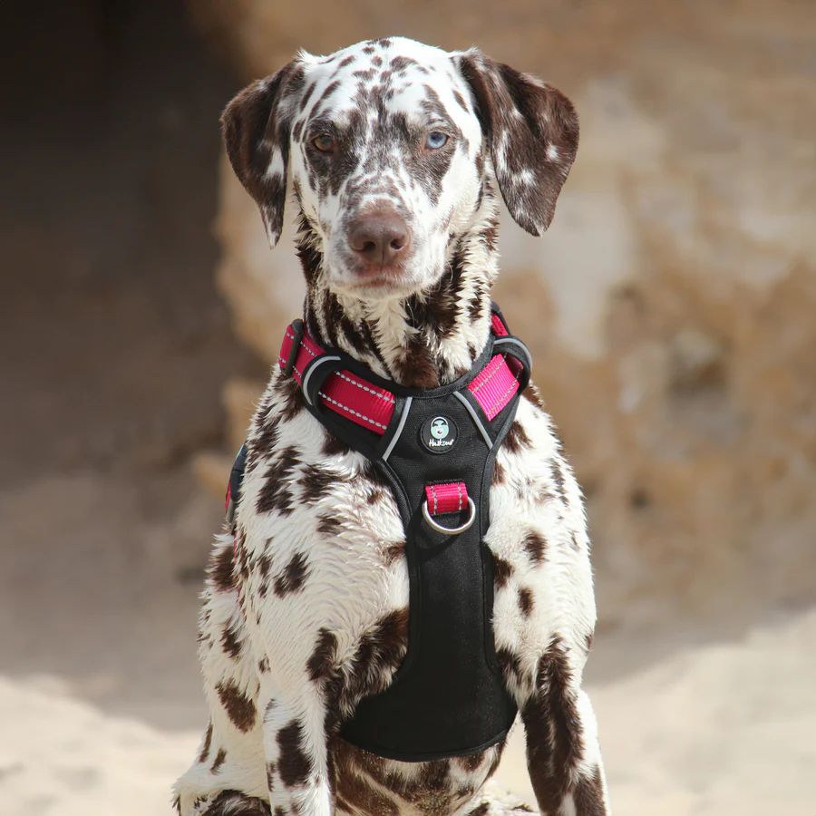 A dalmatian wearing a padded harness outdoors