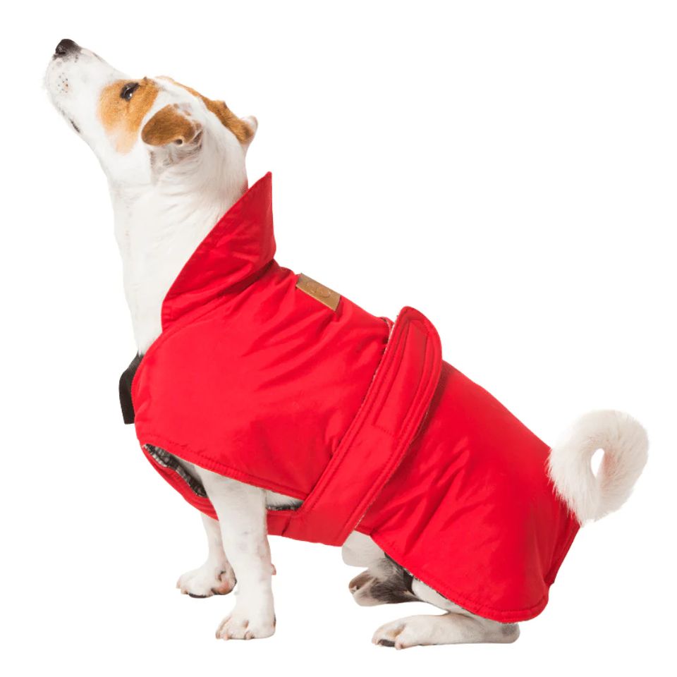 A terrier wearing a red Hamish McBeth dog coat